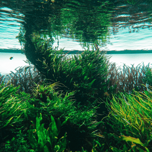 Algen Seaweed