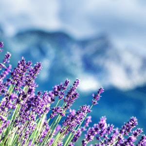 Alpiner Lavender High Alpine Lavender