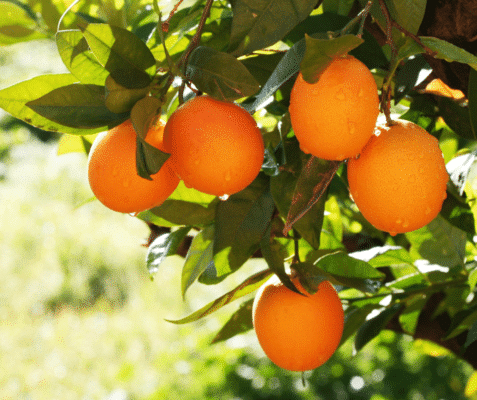 Orangenbaum, orangetree