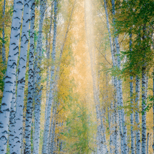 Weißbirke, White BIrch