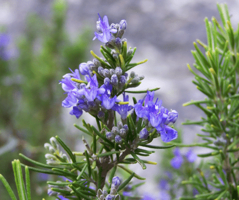 Rosemary flowers and leaves